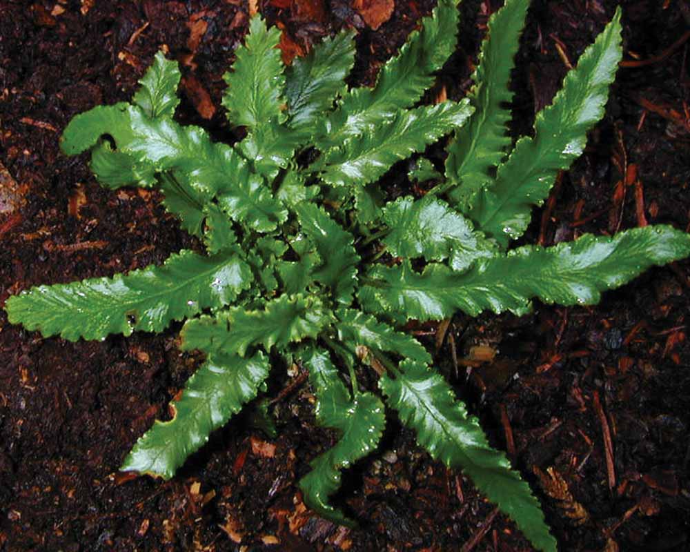 perennial_m_phyllitis scolopendrium angustifolia.jpg